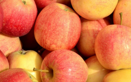В Казахстане инвесторов решили заманивать яблоками