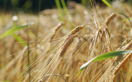 Республика Казахстан в 2021 году экспортирует более 6 млн тонн зерна