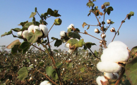 Казахстан договорился с Турцией о поставке семян хлопчатника