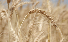В Казахстане продлили запрет на вывоз пшеницы автотранспортом