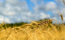 В Казахстане упростят субсидирование аграриев
