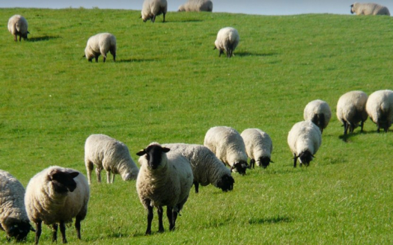 В Карагандинской области ферму на 500 тыс. овец построят за 20 млрд тенге