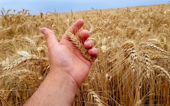 В Казахстане с фермерами заключат форвардные контракты на 60 млрд тенге