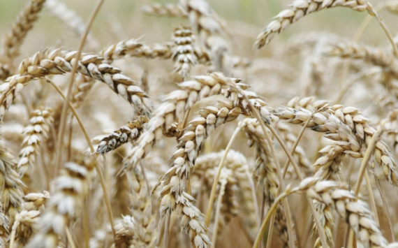 Республика Казахстан возобновила поставки зерна и муки в Афганистан