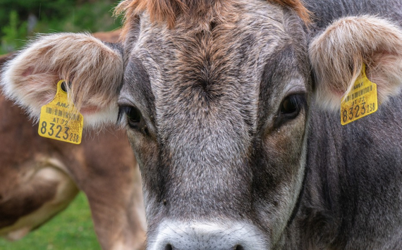 В Казахстане введут временный запрет на экспорт скота