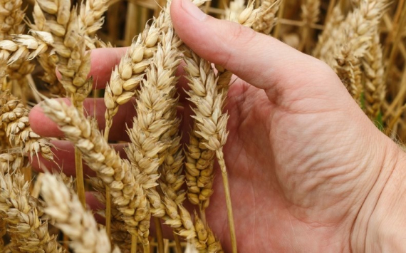 В Казахстане прогнозируют урожай пшеницы на уровне 13,5 млн тонн