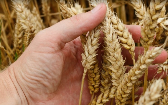 Казахстан продаст Ирану 1 млн тонн зерновых
