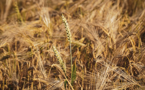 Казахстан начнет экспортировать зерновые культуры в Грецию