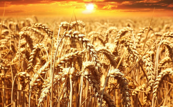 Казахстан вышел в лидеры по поставкам пшеницы в Узбекистан