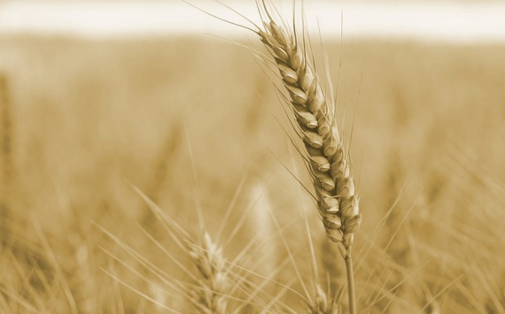 Казахстан ввел запрет на ввоз пшеницы на автомобильном транспорте