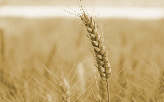 В Казахстане ущерб от контрабанды пшеницы превысил 600 млн тенге