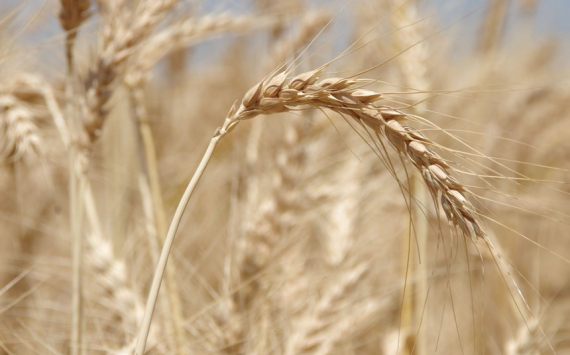 В Казахстане продлили запрет на вывоз пшеницы автотранспортом