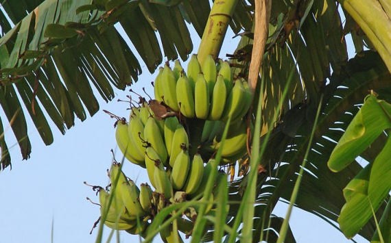 В Казахстане бананы начали выращивать в промышленных масштабах