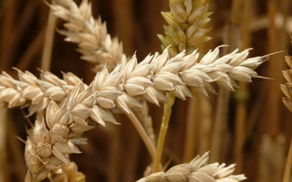 В Казахстане намерены сохранить экспортный потенциал пшеницы